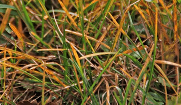 Roest in het gazon herkennen en bestrijden